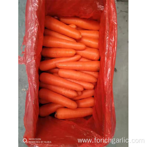 Good Quality Fresh Carrot 2019